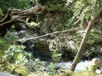 Tree trunks deposited in the Shimna... © Eric Jones cc-by-sa/2.0 :: Geograph Britain and Ireland Tree trunks deposited in the... 