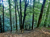 On the wooded northern slopes of... © Eric Jones cc-by-sa/2.0 :: Geograph Britain and Ireland On the wooded northern slopes of..... 