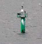 Belfast Lough: Buoy #5 © Gerald England :: Geograph Britain and Ireland Belfast Lough: Buoy #5 &copy; Gerald England