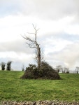 Bare Tree © kevin higgins cc-by-sa/2.0 :: Geograph Britain and Ireland Bare Tree &copy; kevin higgins cc-by-sa/2.0