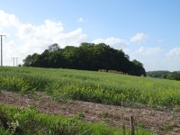 Lathbury Holt woodland © JThomas :: Geograph Britain and Ireland Lathbury Holt woodland &copy; JThomas