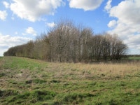Cammeringham Top Covert © Jonathan Thacker cc-by-sa/2.0 :: Geograph Britain and Ireland Cammeringham Top Covert &copy; Jonathan... 