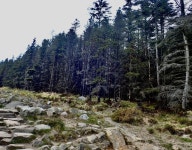Scorched trees on the north side of the... © Eric Jones cc-by-sa/2.0 :: Geograph Britain and Ireland Scorched trees on the north... 