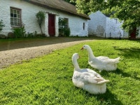Waiting for visitors to arrive, Ulster... © Kenneth Allen cc-by-sa/2.0 :: Geograph Britain and Ireland Waiting for visitors to... 