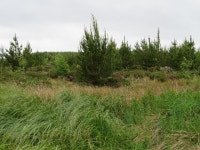 Forestry at East Benhar © M J Richardson cc-by-sa/2.0 :: Geograph Britain and Ireland Forestry at East Benhar &copy; M J... 
