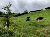 Cattle, Lissan © Kenneth  Allen :: Geograph Britain and Ireland Cattle, Lissan &copy; Kenneth  Allen