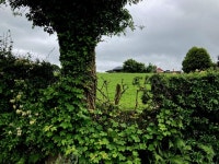 Tree along a hedge, Beagh © Kenneth  Allen cc-by-sa/2.0 :: Geograph Britain and Ireland Tree along a hedge, Beagh &copy; Kenneth... 