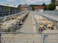 Sheep sales, Rhayader Livestock Market © Philip Halling :: Geograph Britain and Ireland Sheep sales, Rhayader Livestock Market... 