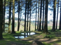 Small pools, Cwmcarn Forest Drive © Robin Drayton :: Geograph Britain and Ireland Small pools, Cwmcarn Forest Drive &copy; Robin... 