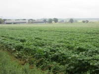 Potato field at Pert © Scott Cormie cc-by-sa/2.0 :: Geograph Britain and Ireland Potato field at Pert &copy; Scott Cormie cc-by... 
