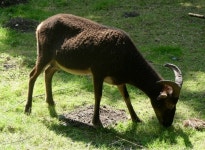 A soay sheep, Wildwood, Herne © pam fray :: Geograph Britain and Ireland A soay sheep, Wildwood, Herne &copy; pam fray