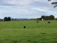 Cattle near Midtown © Scott Cormie :: Geograph Britain and Ireland Cattle near Midtown &copy; Scott Cormie