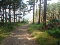 View West along the Crocknafeola Wood... © Eric Jones cc-by-sa/2.0 :: Geograph Britain and Ireland View West along the... 