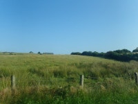 Grain crop at Strang TD © Eric Jones cc-by-sa/2.0 :: Geograph Britain and Ireland Grain crop at Strang TD &copy; Eric Jones cc... 