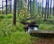 Stream in Crocknafeola Wood © Eric Jones :: Geograph Britain and Ireland Stream in Crocknafeola Wood &copy; Eric Jones