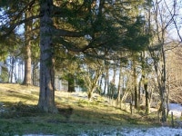 Woodland, Balnakeilly © Richard Webb cc-by-sa/2.0 :: Geograph Britain and Ireland Woodland, Balnakeilly &copy; Richard Webb cc... 