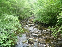 Ingleton Waterfalls Walk [9] © Michael Dibb :: Geograph Britain and Ireland Ingleton Waterfalls Walk [9] &copy; Michael Dibb