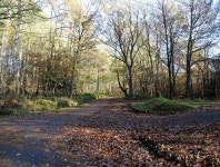 Path junction on the woods © Robert Graham :: Geograph Britain and Ireland Path junction on the woods &copy; Robert Graham