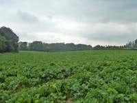Field of kale © Robin Webster :: Geograph Britain and Ireland Field of kale &copy; Robin Webster