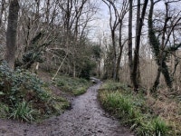 Path through Gullet Wood © Mat Fascione cc-by-sa/2.0 :: Geograph Britain and Ireland Path through Gullet Wood &copy; Mat... 