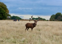 Richmond Park © Lauren cc-by-sa/2.0 :: Geograph Britain and Ireland Richmond Park &copy; Lauren cc-by-sa/2.0