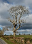 Roadside Tree © kevin higgins :: Geograph Britain and Ireland Roadside Tree &copy; kevin higgins