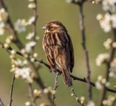 Reed Bunting, Newtownards © Rossographer :: Geograph Britain and Ireland Reed Bunting, Newtownards &copy; Rossographer