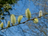 Male goat willow catkins © Robin Drayton cc-by-sa/2.0 :: Geograph Britain and Ireland Male goat willow catkins &copy; Robin... 