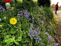 Whitebells and bluebells, Castletown © Kenneth Allen :: Geograph Britain and Ireland Whitebells and bluebells, Castletown... 
