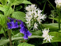 Bluebells and wild garlic (close-up) © Kenneth Allen cc-by-sa/2.0 :: Geograph Britain and Ireland Bluebells and wild garlic... 