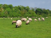 Sheep and lambs by the Tweed © Jim Barton cc-by-sa/2.0 :: Geograph Britain and Ireland Sheep and lambs by the Tweed &copy; Jim... 
