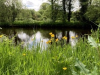 Buttercupe, Campsie © Kenneth Allen :: Geograph Britain and Ireland Buttercupe, Campsie &copy; Kenneth  Allen