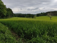 Farmland along the Staffordshire Way © Mat Fascione cc-by-sa/2.0 :: Geograph Britain and Ireland Farmland along the... 