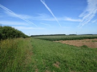 Potato field off Ling House Road © Jonathan Thacker :: Geograph Britain and Ireland Potato field off Ling House Road... 