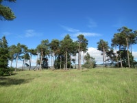 Scots pines, Kidston © Alan ODowd cc-by-sa/2.0 :: Geograph Britain and Ireland Scots pines, Kidston &copy; Alan ODowd cc-by-sa/2.0