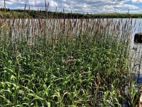 Long rushes, Lough Erne © Kenneth Allen :: Geograph Britain and Ireland Long rushes, Lough Erne &copy; Kenneth  Allen