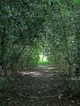 Woodland path by Wrottesley Park in... © Roger Kidd :: Geograph Britain and Ireland Woodland path by Wrottesley Park in...... 