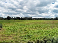 Crop Field near Harry Bowes Wood © David Dixon :: Geograph Britain and Ireland Crop Field near Harry Bowes Wood &copy; David Dixon