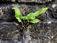 Harts-tongue fern, Cranny © Kenneth Allen cc-by-sa/2.0 :: Geograph Britain and Ireland Harts-tongue fern, Cranny... 