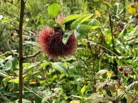 Gall on Dog Rose, Deer Park (Clarke) © Kenneth Allen :: Geograph Britain and Ireland Gall on Dog Rose, Deer Park (Clarke)... 