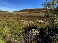 Wild angelica among the heather,... © Kenneth Allen :: Geograph Britain and Ireland Wild angelica among the heather,...... 