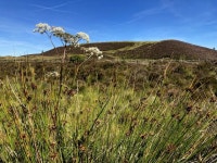Heather moorland, Lenamore © Kenneth Allen :: Geograph Britain and Ireland Heather moorland, Lenamore &copy; Kenneth  Allen