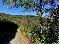 Rosebay willowherb along the lough path,... © Kenneth Allen cc-by-sa/2.0 :: Geograph Britain and Ireland Rosebay willowherb... 