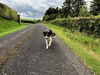 Timid dog, Dervaghroy © Kenneth Allen :: Geograph Britain and Ireland Timid dog, Dervaghroy &copy; Kenneth  Allen