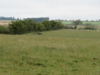 Sheep pasture on Coldingham Moor © M J Richardson :: Geograph Britain and Ireland Sheep pasture on Coldingham Moor &copy; M J... 