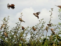 True sparrows, Mullanatoomog © Kenneth Allen :: Geograph Britain and Ireland True sparrows, Mullanatoomog &copy; Kenneth  Allen