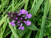 Marsh woundwort, Radergan © Kenneth Allen cc-by-sa/2.0 :: Geograph Britain and Ireland Marsh woundwort, Radergan &copy; Kenneth... 