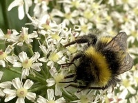 Bumblebee on hogweed, Radergan © Kenneth Allen :: Geograph Britain and Ireland Bumblebee on hogweed, Radergan &copy; Kenneth  Allen