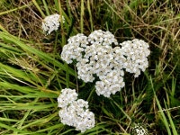 Yarrow plants, Radergan © Kenneth Allen :: Geograph Britain and Ireland Yarrow plants, Radergan &copy; Kenneth  Allen