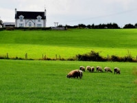 Sheep, Tullyvally © Kenneth Allen :: Geograph Britain and Ireland Sheep, Tullyvally &copy; Kenneth  Allen